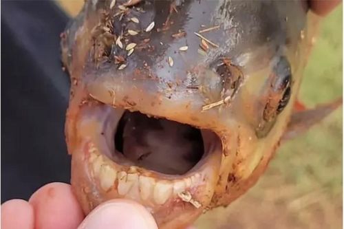 Bắt được cá có hàm răng giống người ở Oklahoma