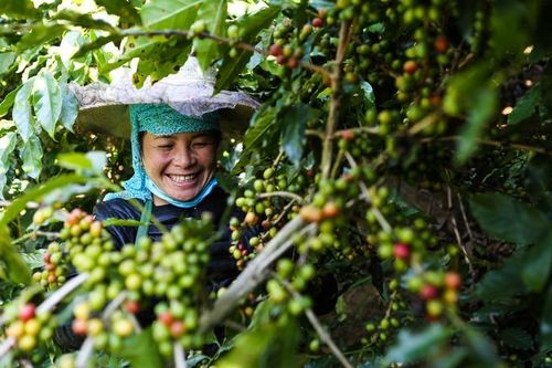 Quảng bá, tôn vinh hạt cà phê Việt