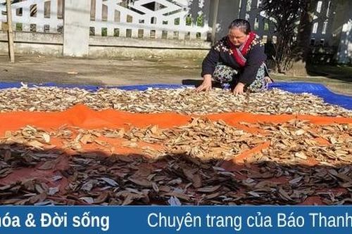Nghề bốc thuốc nam ở bản Hạ Sơn