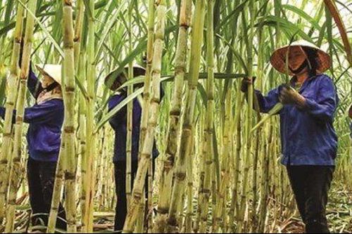 Cung thấp hơn cầu đẩy giá lên cao, giải pháp nào cho ngành mía đường niên vụ 2023-2024?