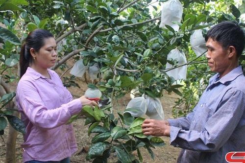 Huổi Một chuyển dịch cơ cấu cây trồng