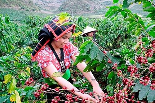 Cây chủ lực góp phần giảm nghèo bền vững ở miền núi Sơn La