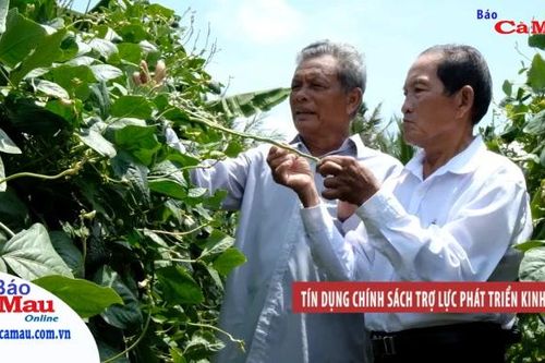Tín dụng chính sách trợ lực phát triển kinh tế