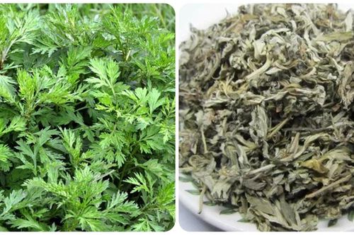 5 công dụng của ngải cứu giúp loài rau này được mệnh danh là thần dược