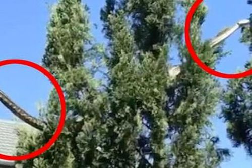 Đang ăn sáng, cả gia đình chứng kiến khoảnh khắc nổi da gà, đoạn clip viral với hàng chục triệu lượt xem