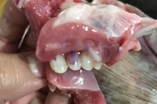 Người phụ nữ rụng rời vứt cả con cá khi thấy hàm răng giống hệt răng người