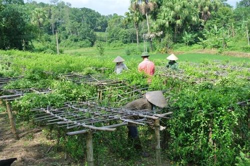 Bản địa hóa cây dược liệu giá trị cao giúp dân làm giàu