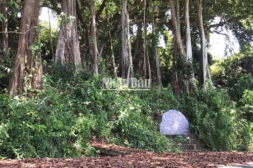 Cây đa di sản gần 1.000 năm tuổi trên Bán đảo Sơn Trà