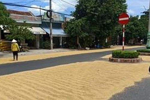 'Vô tư' phơi thóc trên đường