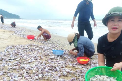 Hà Tĩnh: Sò tấp vào bờ biển dày đặc