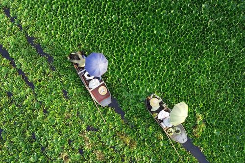 Tận dụng đầm lầy, nông dân Thanh Hóa 'sống khỏe' nhờ củ ấu