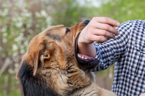 Chó mang virus dại cắn học sinh: Chuyên gia hướng dẫn an toàn trường học