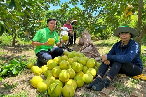 Người dân miền núi làm giàu từ quả đặc sản