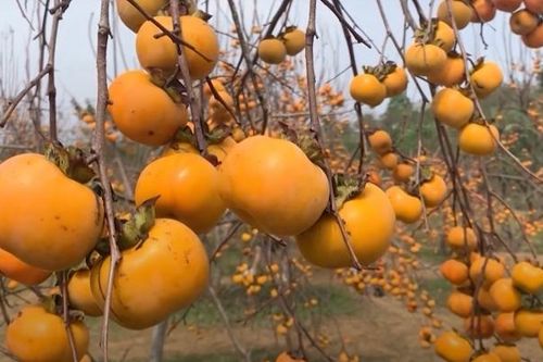 Lên Mộc Châu ngắm mùa hồng chín