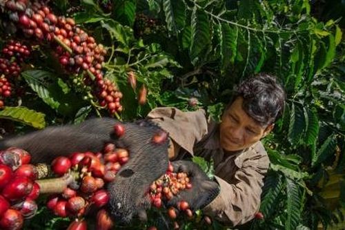 Cà phê Việt Nam 'cháy hàng' xuất khẩu dù giá lên cao kỷ lục