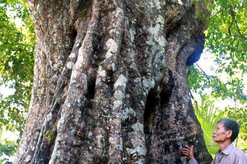 Tỉnh nào có cây thị 700 tuổi từng 'cứu' vua Lê Lợi?