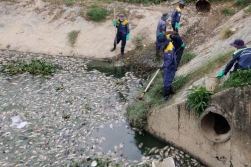 Đà Nẵng: Hơn 13 tấn cá chết do sự cố môi trường