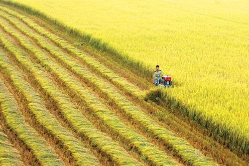 Gỡ 'điểm nghẽn' liên kết, tiêu thụ nông sản vùng Đồng bằng sông Cửu Long