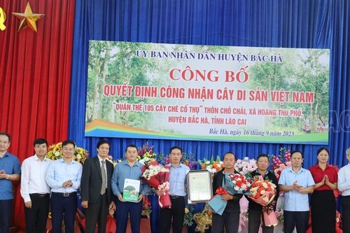 Công nhận Cây di sản Việt Nam đối với quần thể chè Shan tuyết xã Hoàng Thu Phố