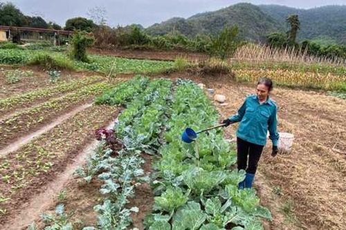 Nông dân Mai Châu thoát nghèo bằng sản xuất xanh