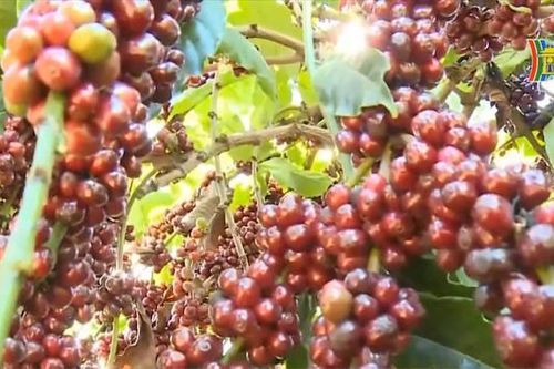 Giá cà phê tăng cao nhất 30 năm, doanh nghiệp 'cháy hàng'