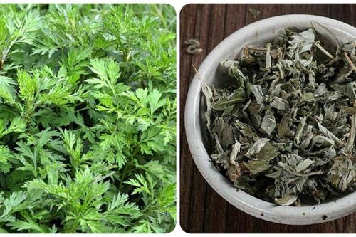 5 tác dụng tuyệt vời của ngải cứu khô với sức khỏe
