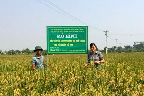 Nâng tầm hạt gạo nhờ liên kết chuỗi