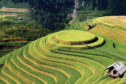 Lên Mù Cang Chải mùa lúa chín