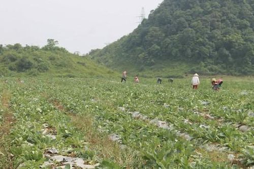 Bảo tồn, phát triển và khai thác hiệu quả cây dược liệu tỉnh Hà Giang