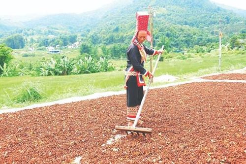 Mùa hồi ở Bình Liêu