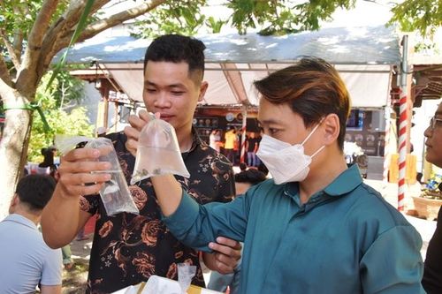 Tiền Giang: Gần 650 hồ cá tham dự giải vô địch cá bảy màu