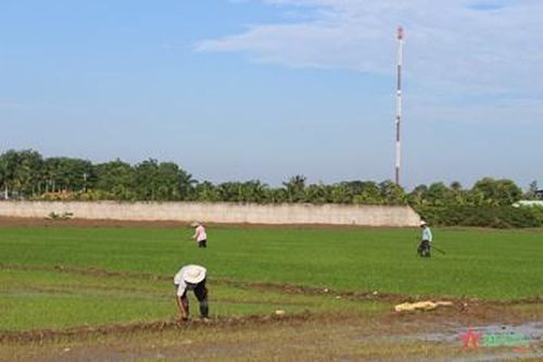 Bất chấp khuyến cáo, nông dân 'xé rào' xuống giống vụ Thu Đông
