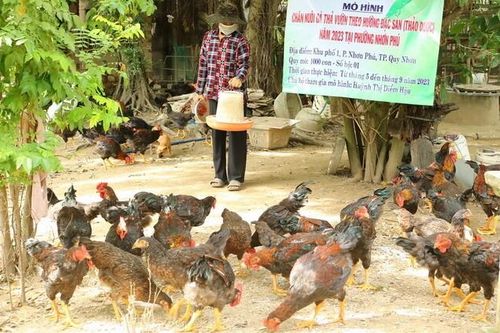 Nông dân Bình Định nuôi gà thả vườn theo hướng đặc sản