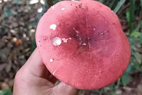 Xưa không ai ngó, 'lộc trời' thành đặc sản 350.000 đồng/kg