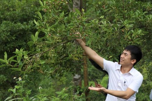 Sản lượng hồi tăng cao nhờ ứng dụng công nghệ vi sinh