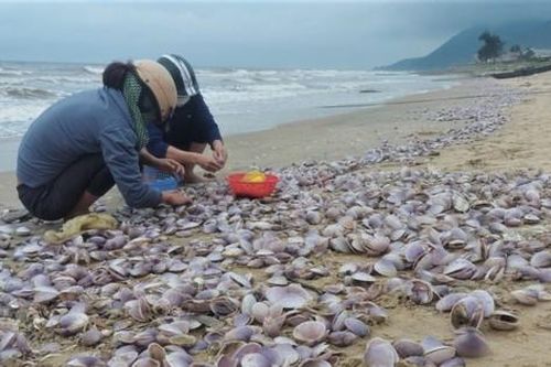 Hàng tấn sò tím dạt vào bờ biển Hà Tĩnh, người dân đổ xô nhặt 'lộc trời'