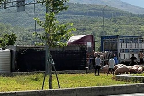 Xe tải lật nghiêng, hàng chục con lợn tràn xuống đường ở TP Nha Trang