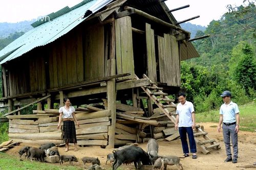 Nông dân xã biên giới Nghệ An nuôi lợn đen chỉ bằng rau rừng