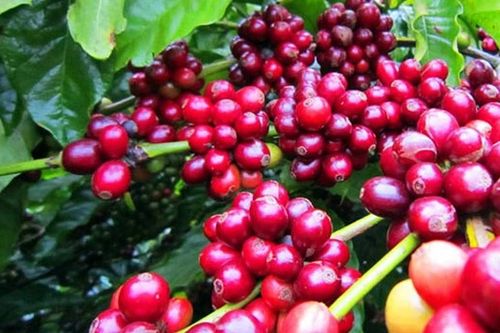 Yen Nhật tiếp đà trượt giá; Cà phê đang giữ mức giá cao