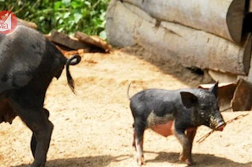 Bản biên giới nuôi lợn đen chỉ bằng rau rừng mỗi năm kiếm hàng trăm triệu