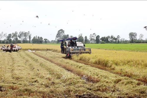 Thị trường nông sản: Giá lúa ở mức cao do hạn chế nguồn cung
