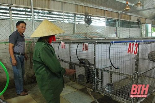 Hiệu quả kinh tế vượt trội từ mô hình nuôi con cầy hương