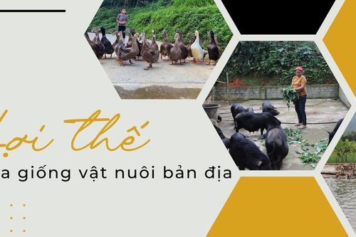 Lợi thế của giống vật nuôi bản địa