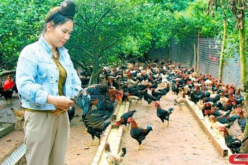 Hiệu quả kinh tế từ mô hình chăn nuôi