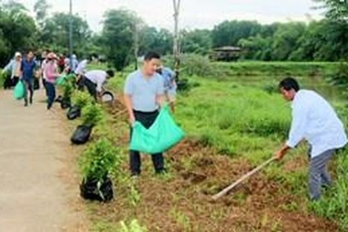 Thêm 5.000 cây chè tàu được trồng tại làng cổ Phước Tích