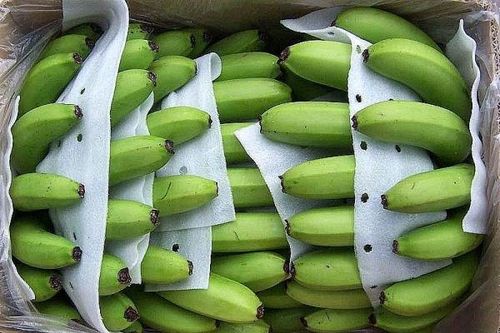 Nhật Bản tăng nhập khẩu chuối từ Việt Nam