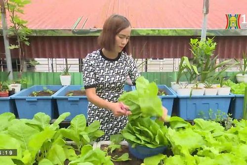 Vườn rau quả trên sân thượng giữa lòng Hà Nội