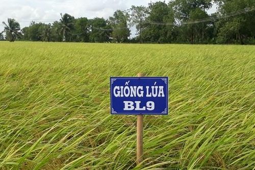 Phát triển giống lúa BL9 theo hướng hữu cơ, thích ứng biến đổi khí hậu