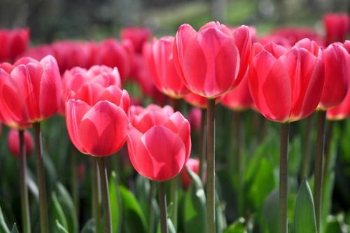 Người sinh tháng Âm lịch này được quý nhân sủng ái, kiếm tiền đỉnh