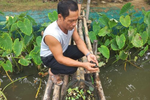 Cải tạo ruộng hoang nuôi ốc, cặp vợ chồng người Thái lời trăm triệu mỗi năm